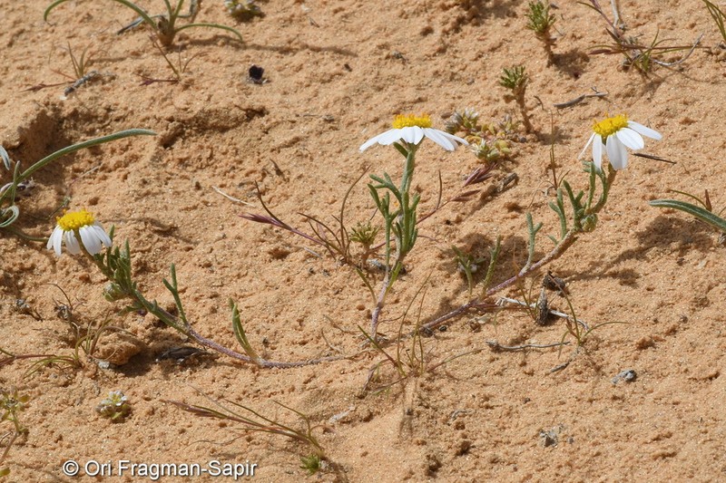 Anthemis eliezrae