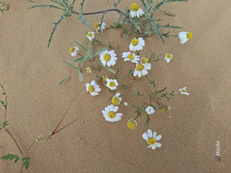 Anthemis eliezrae photo 3