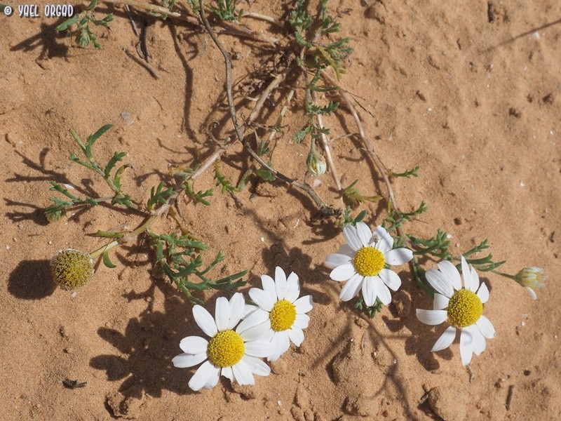 Anthemis eliezrae photo 5