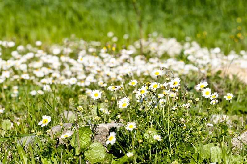 Anthemis fumariifolia