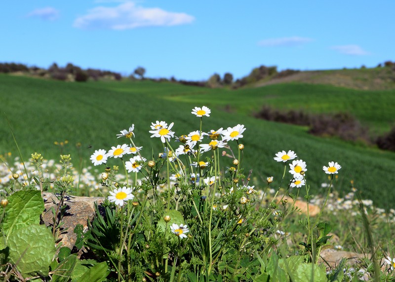 Anthemis fumariifolia photo 2
