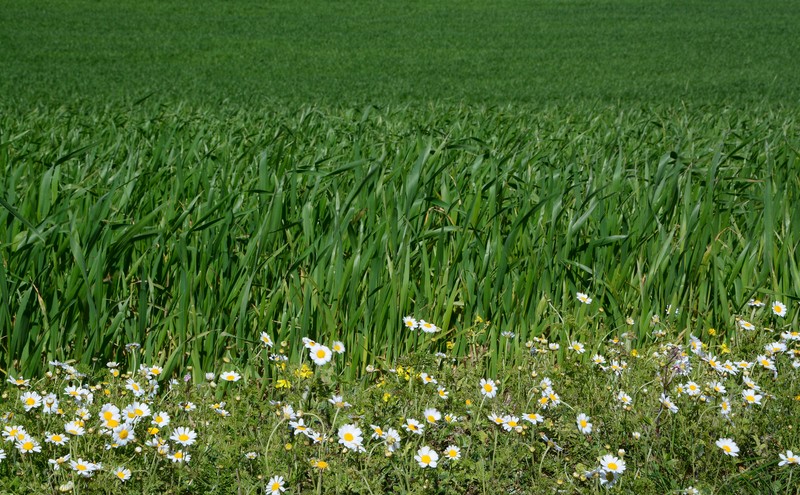 Anthemis fumariifolia photo 3
