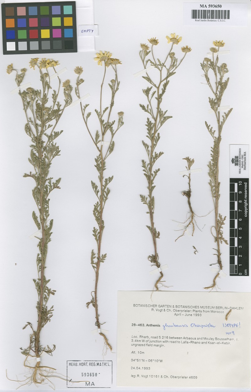 Anthemis gharbensis