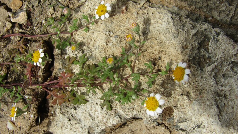 Anthemis glaberrima photo 2