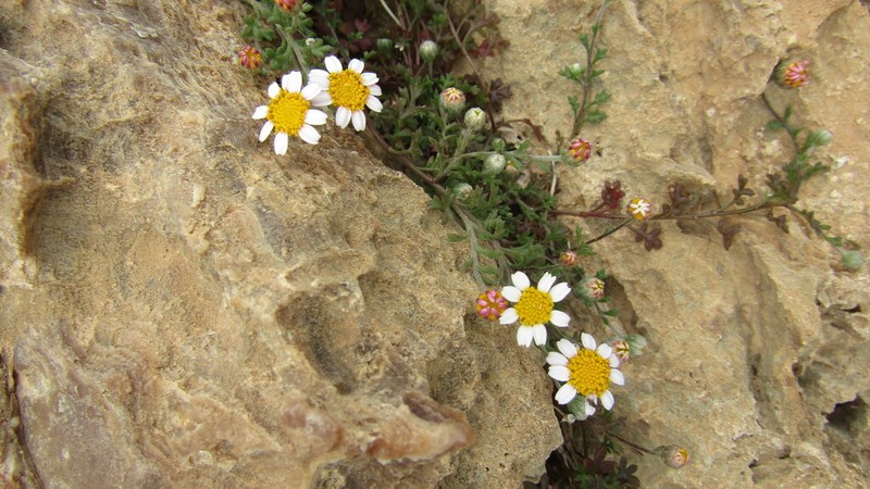 Anthemis glaberrima photo 3