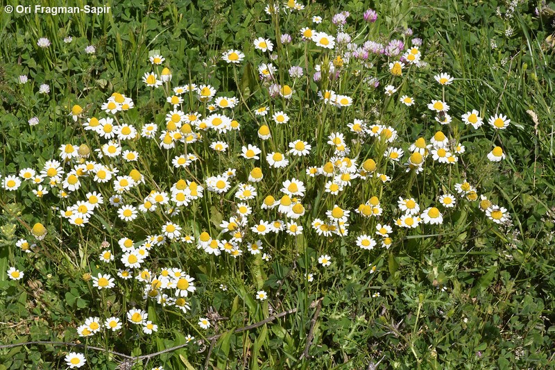 Anthemis haussknechtii