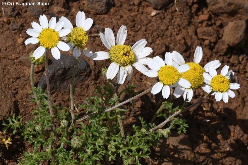 Anthemis haussknechtii photo 2