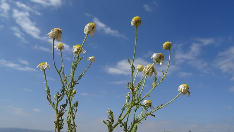 Anthemis haussknechtii photo 3