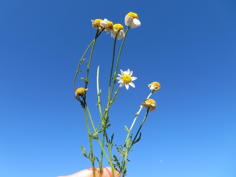 Anthemis haussknechtii photo 4