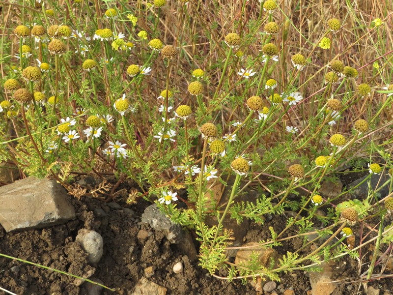 Anthemis haussknechtii photo 6