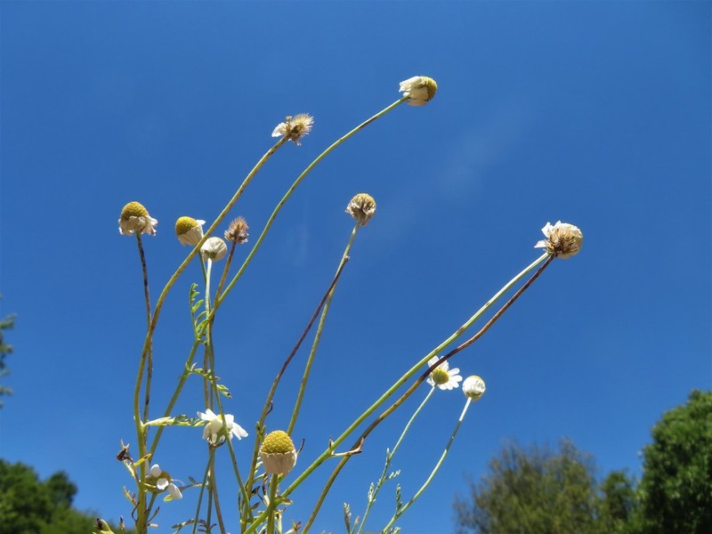 Anthemis haussknechtii photo 7