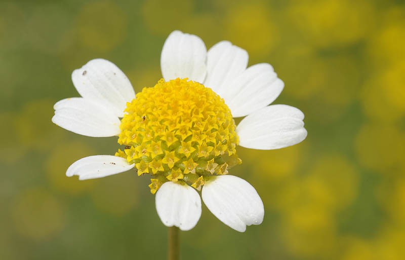 Anthemis hebronica