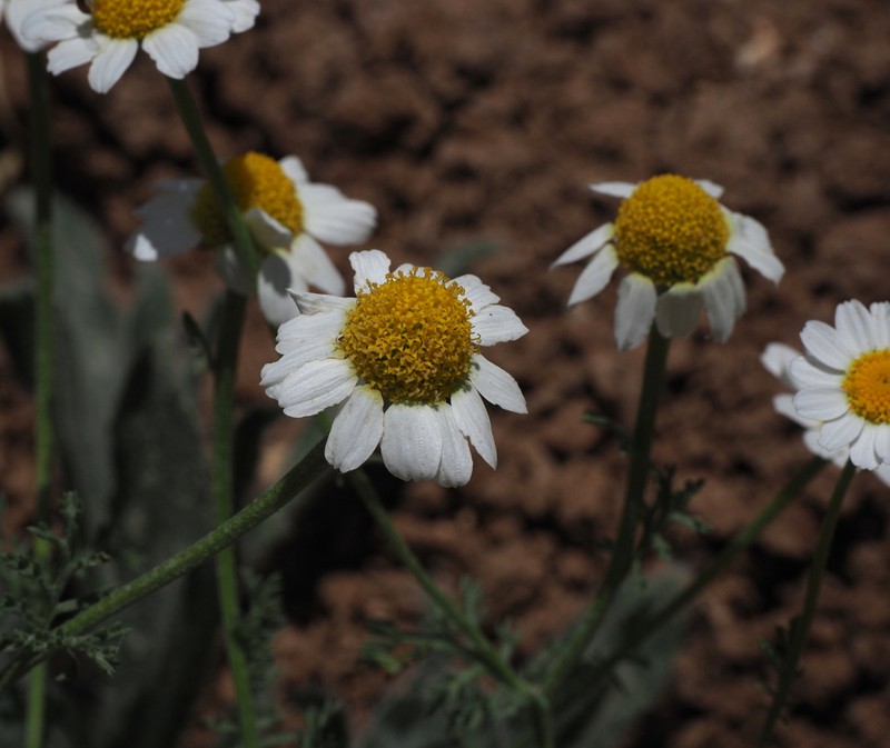 Anthemis hebronica photo 2