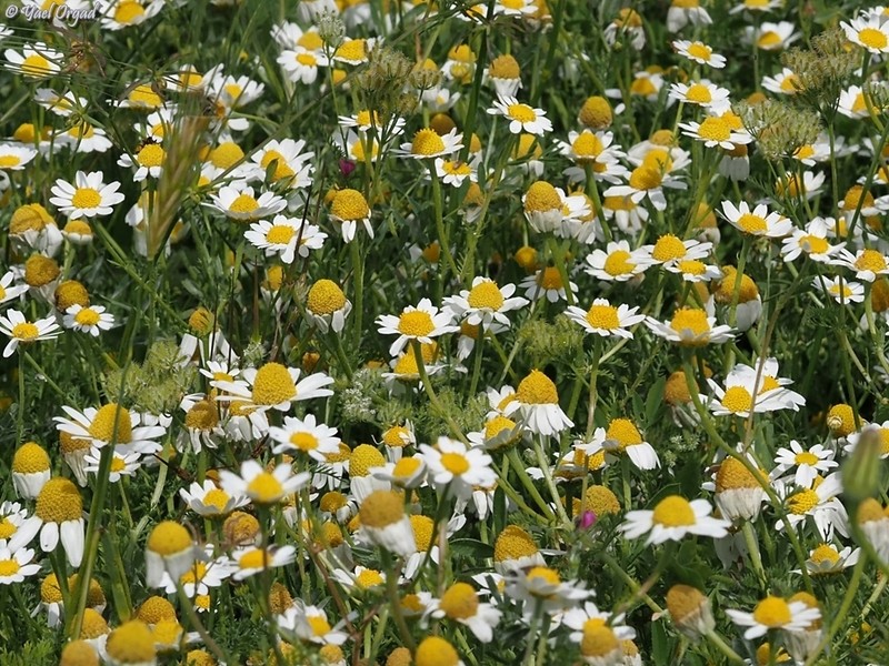 Anthemis hebronica photo 4