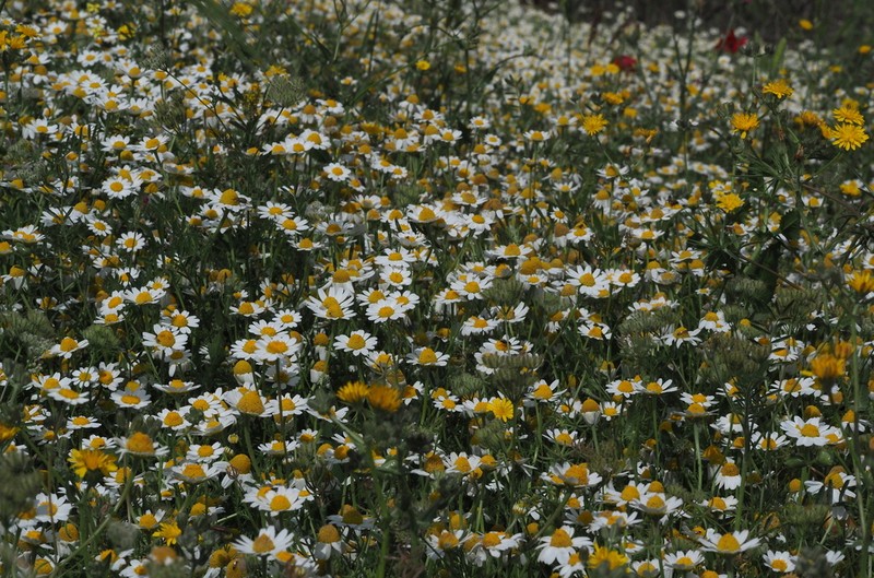 Anthemis hebronica photo 5