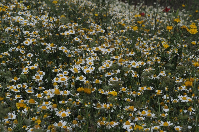 Anthemis hebronica photo 6