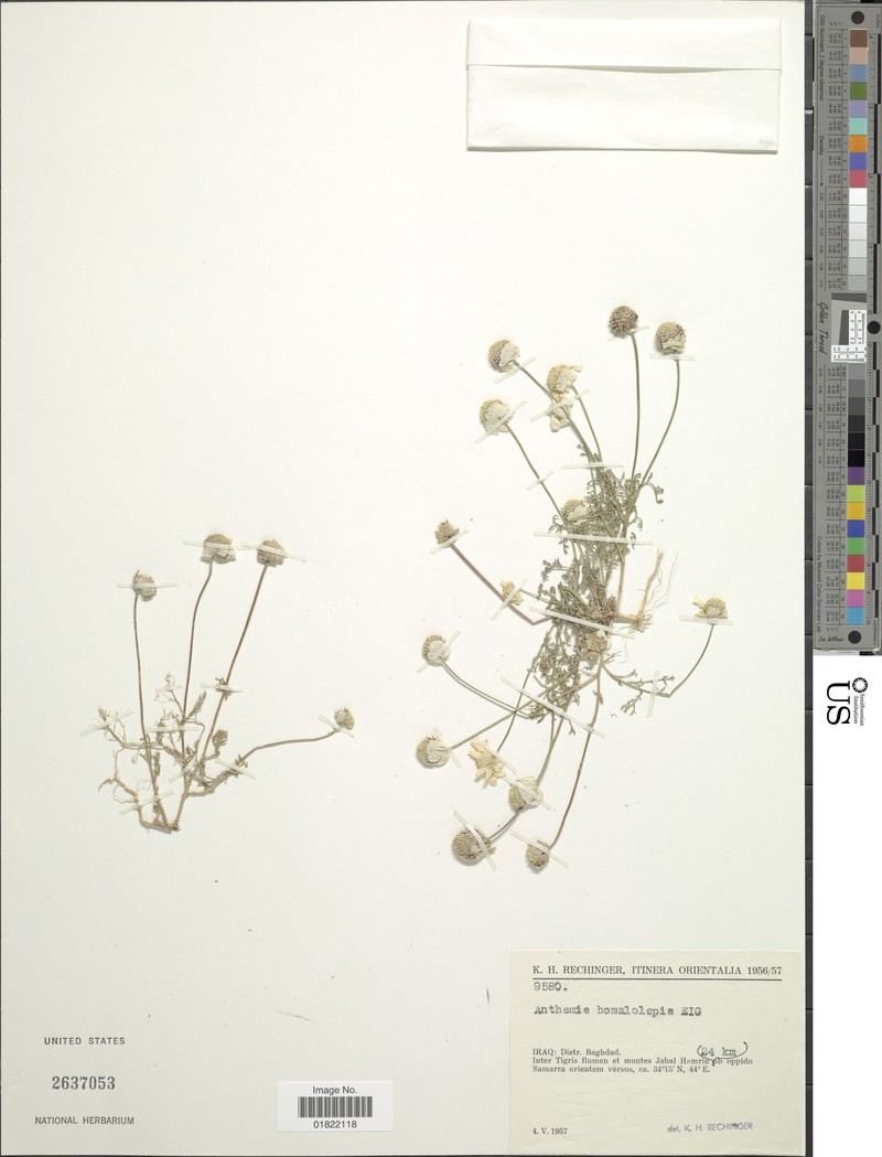 Anthemis homalolepis