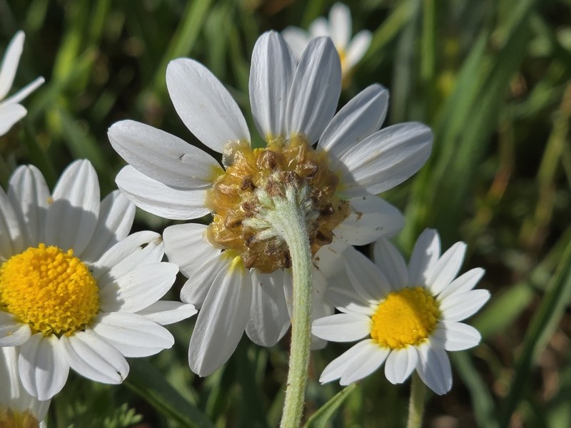 Anthemis hyalina photo 4