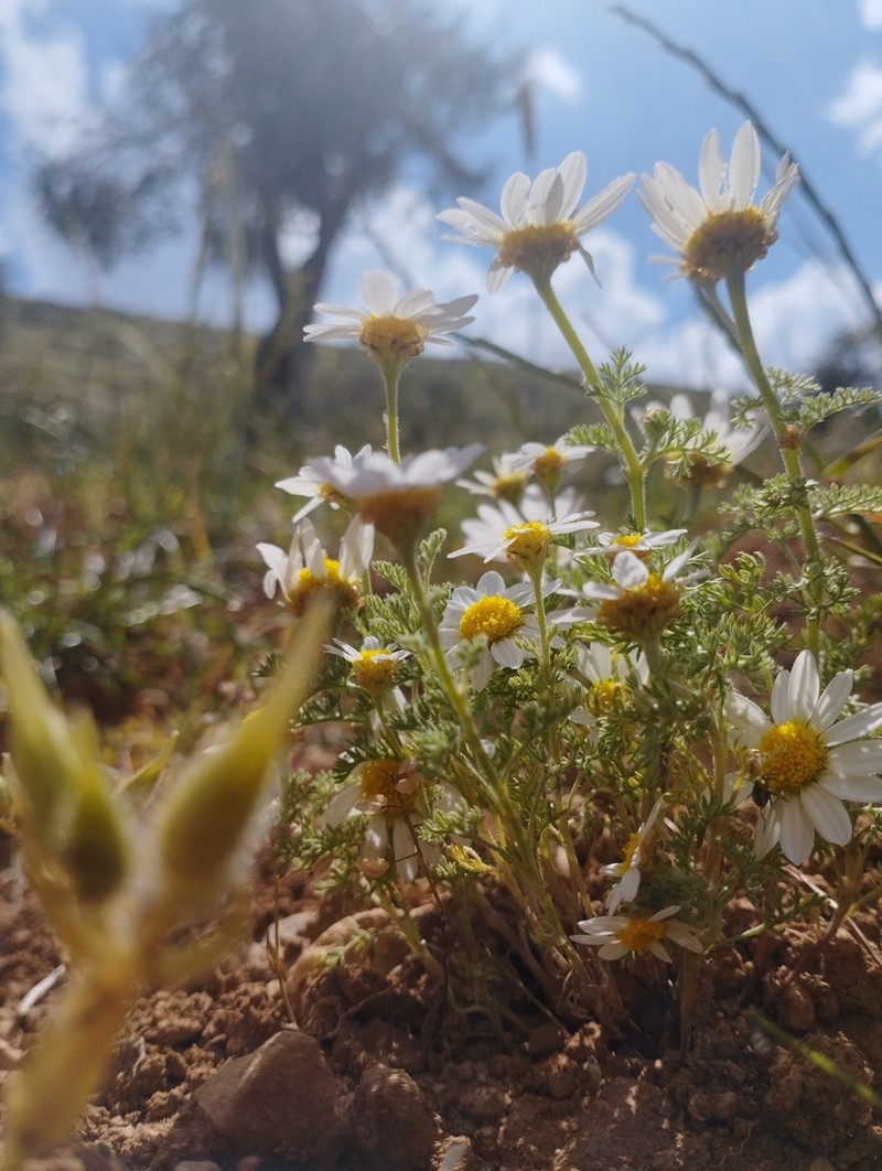 Anthemis hyalina photo 5