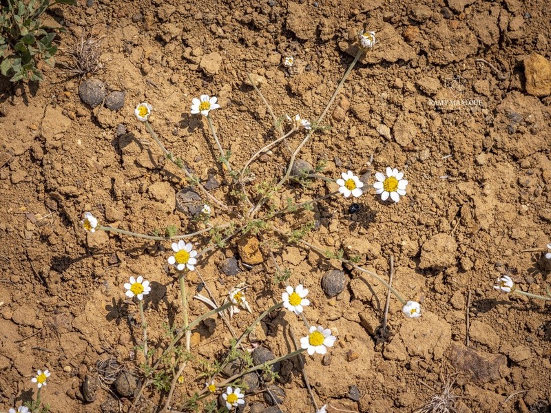 Anthemis hyalina photo 6