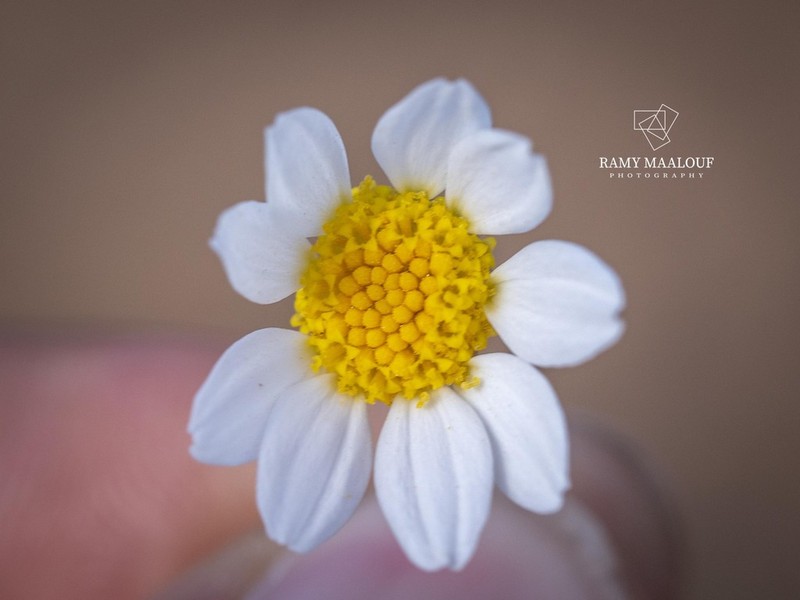 Anthemis hyalina photo 7