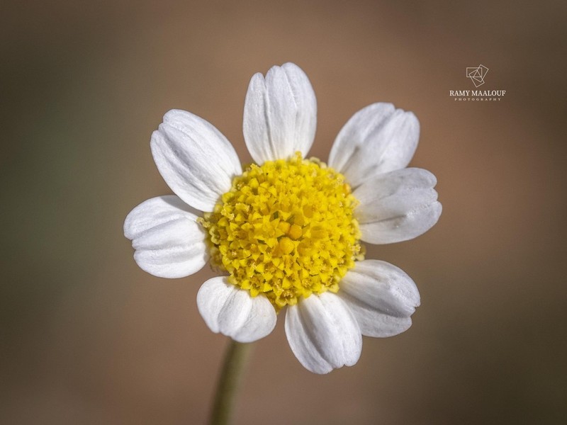Anthemis hyalina