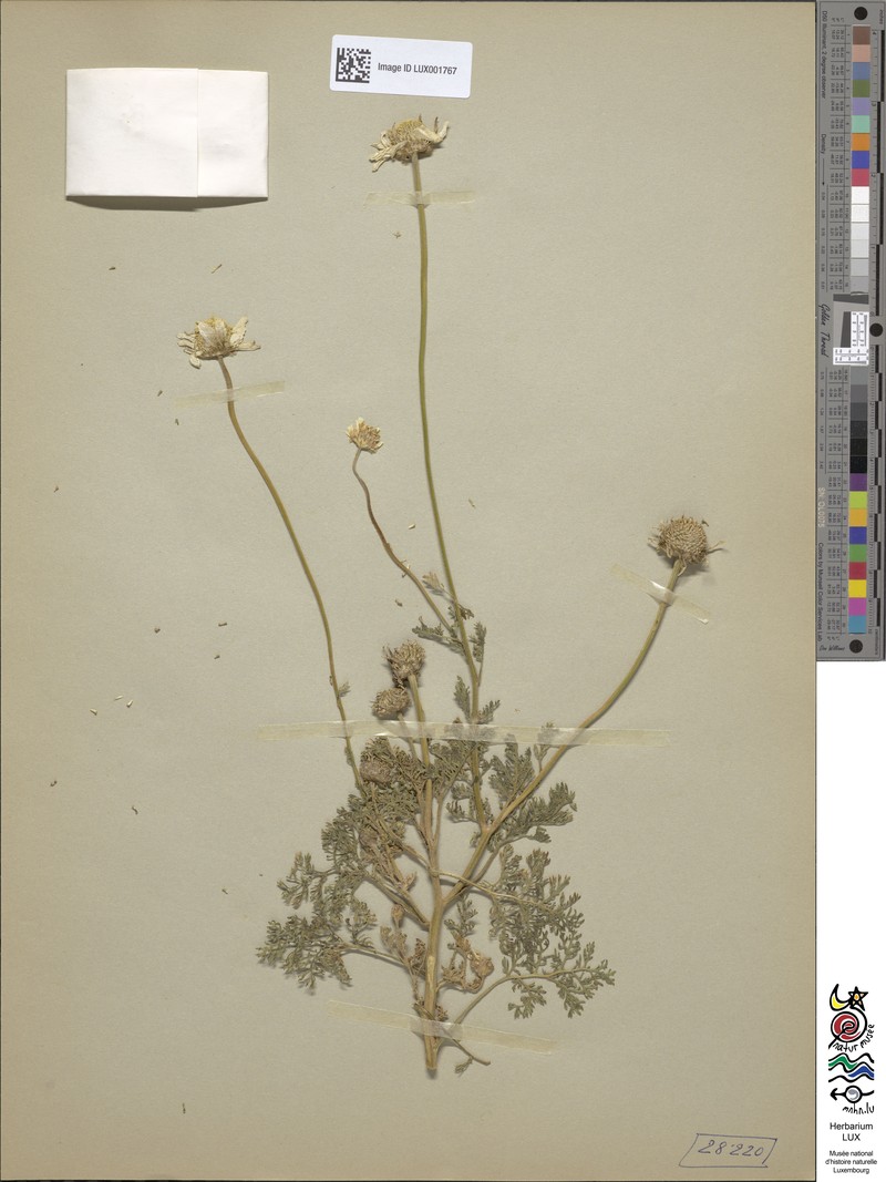 Anthemis hyalina photo 3
