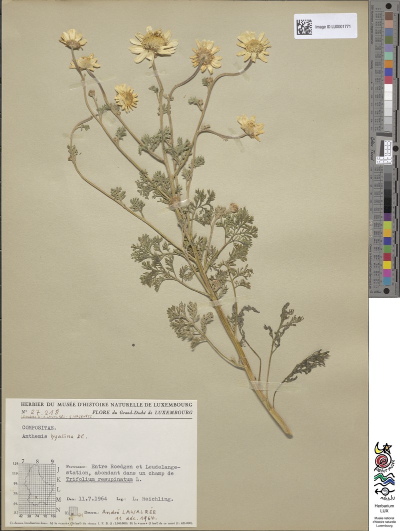 Anthemis hyalina photo 4