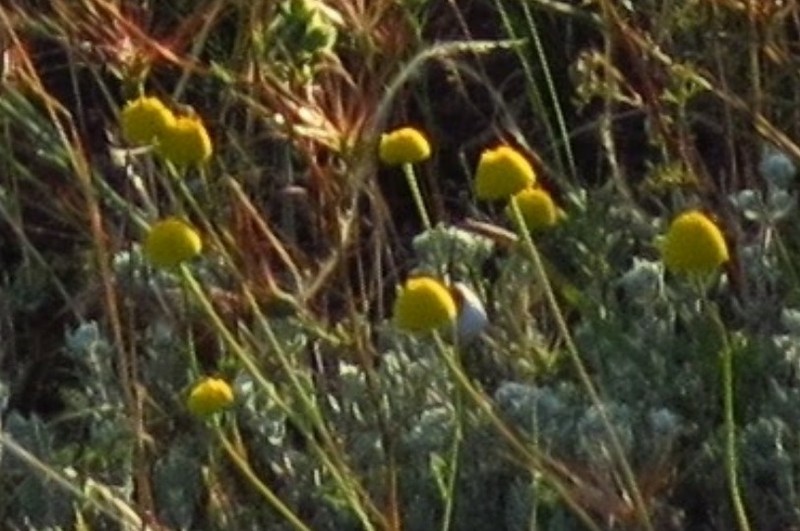 Anthemis hydruntina