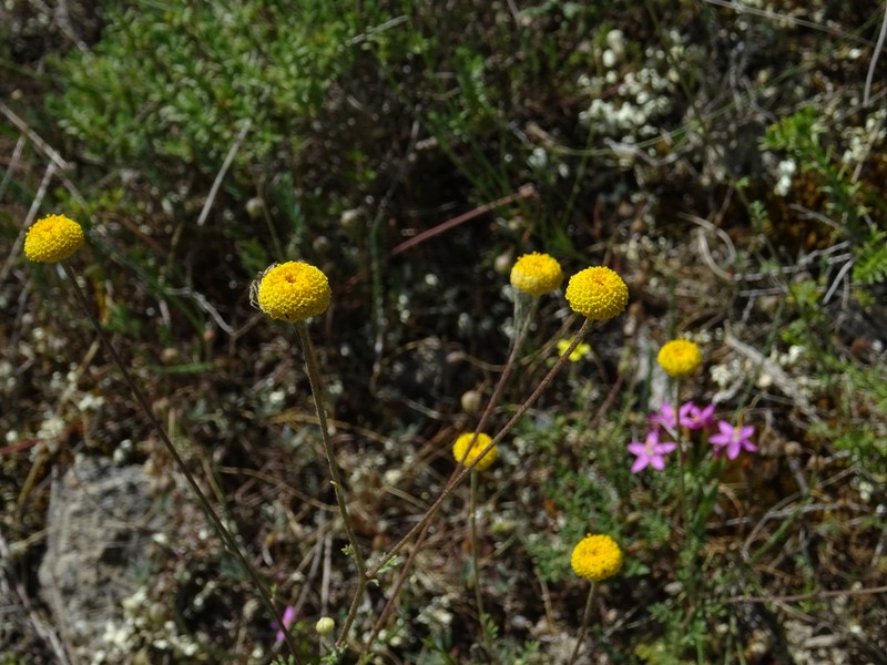Anthemis hydruntina photo 4