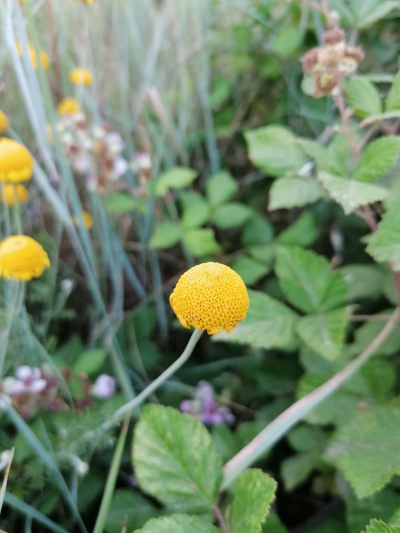 Anthemis hydruntina photo 5