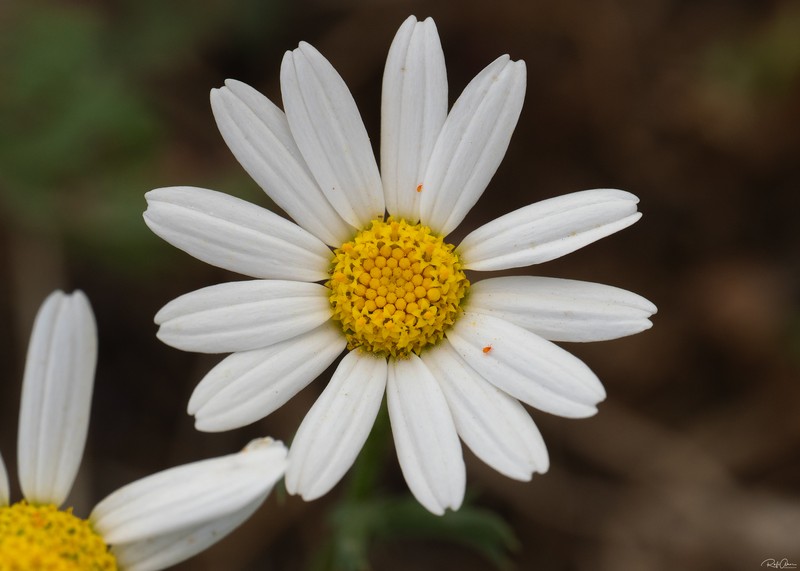 Anthemis indurata