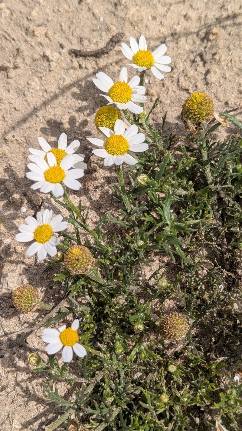 Anthemis indurata photo 2