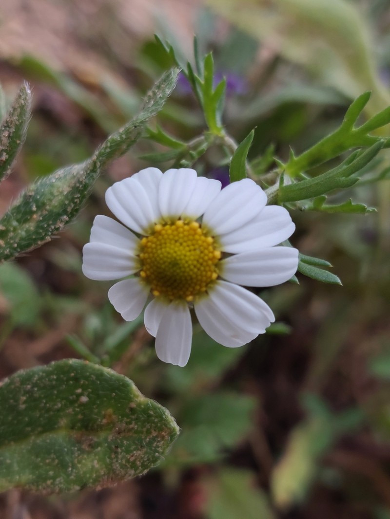 Anthemis indurata photo 3