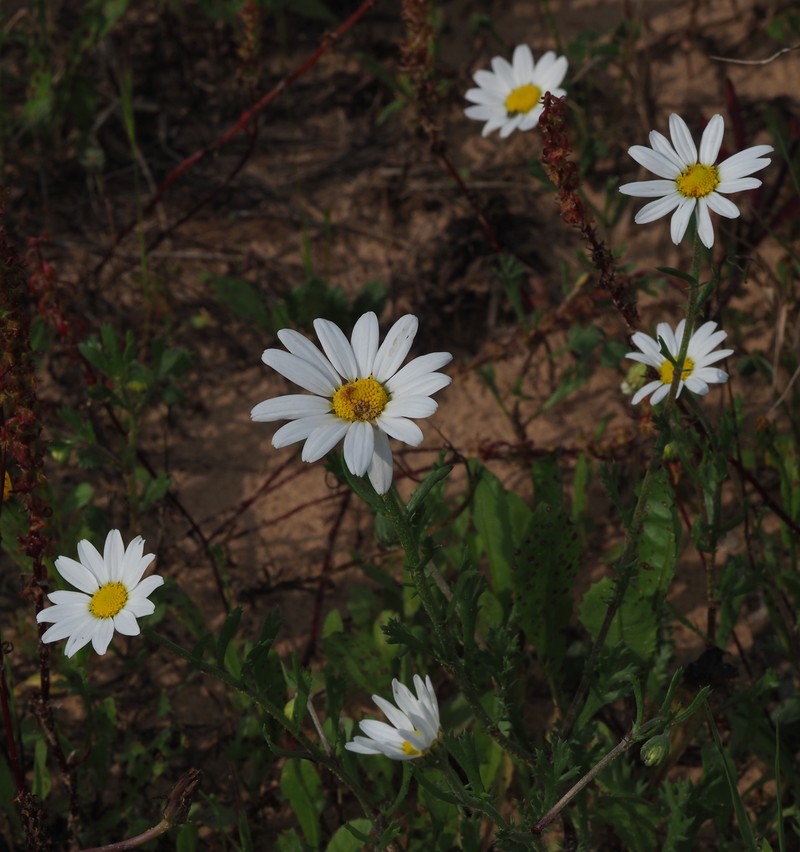 Anthemis indurata photo 4