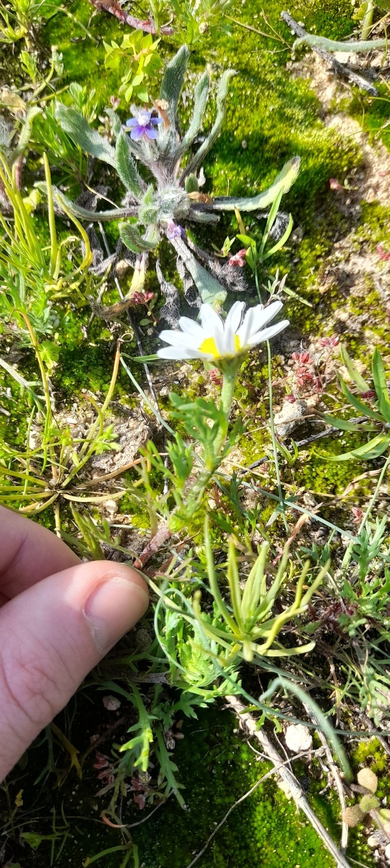 Anthemis indurata photo 5