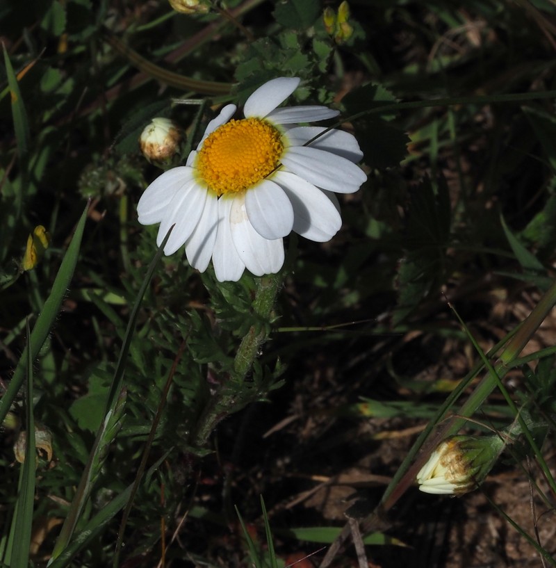 Anthemis indurata photo 6