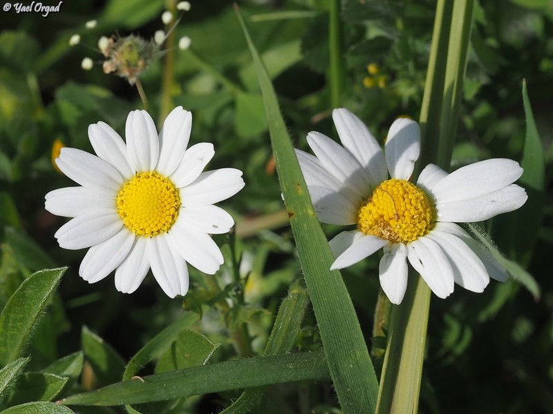 Anthemis indurata photo 7