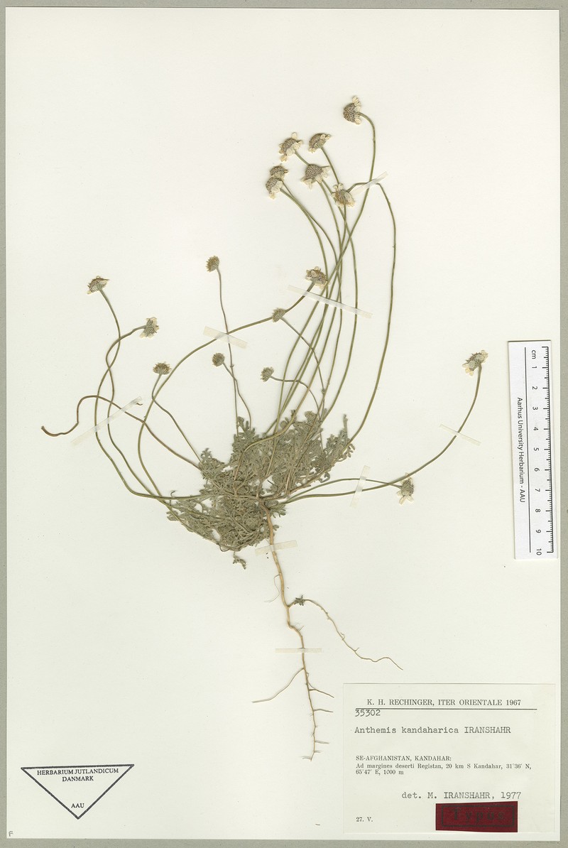 Anthemis kandaharica