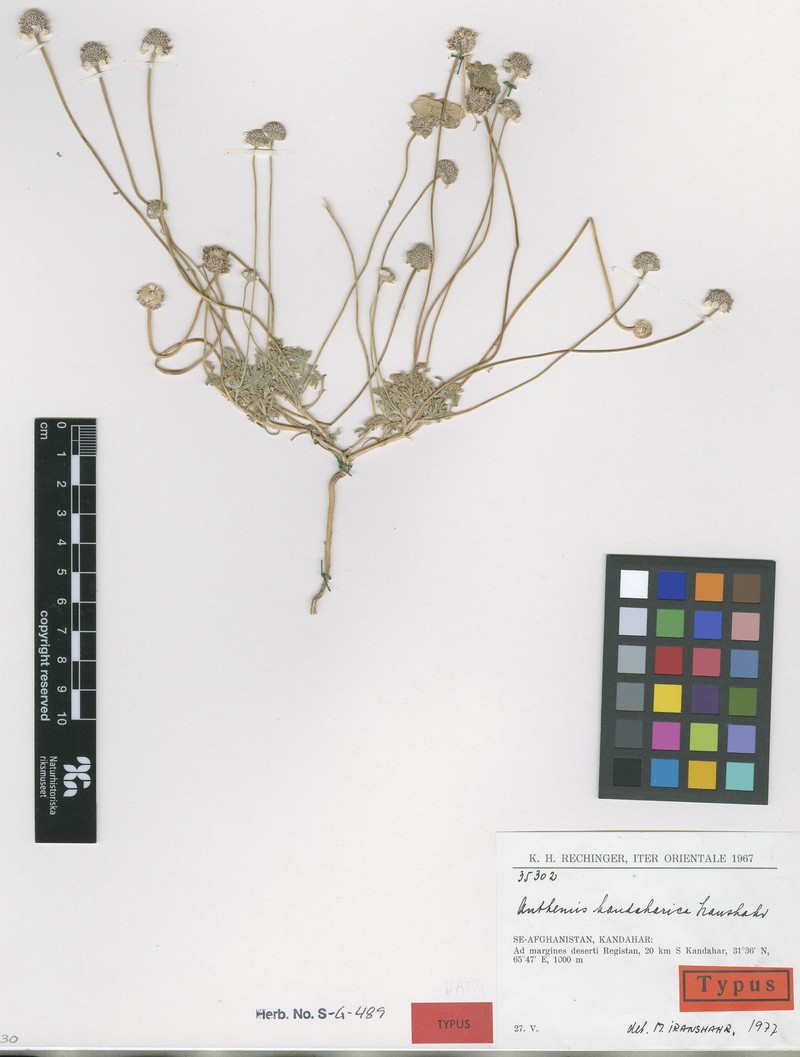 Anthemis kandaharica photo 2