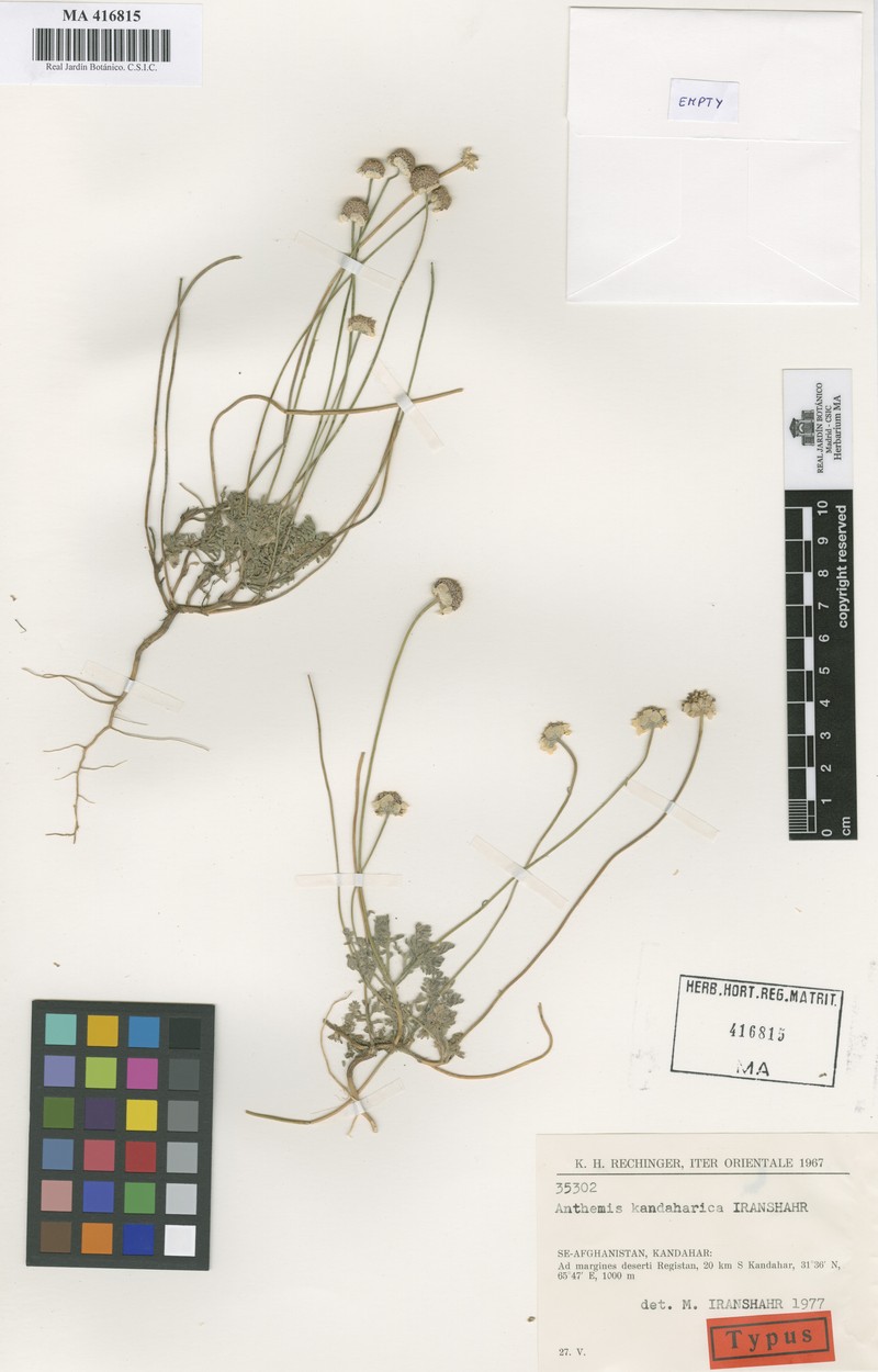 Anthemis kandaharica photo 3