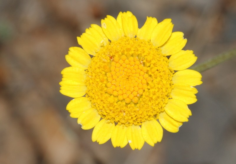 Anthemis kotschyana photo 3