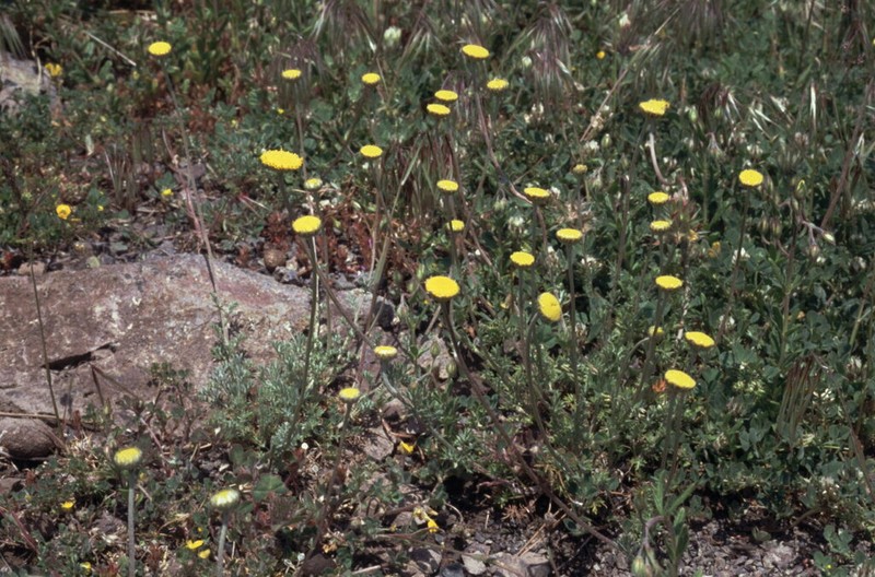 Anthemis kotschyana photo 4