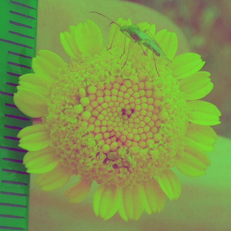 Anthemis kotschyana photo 7