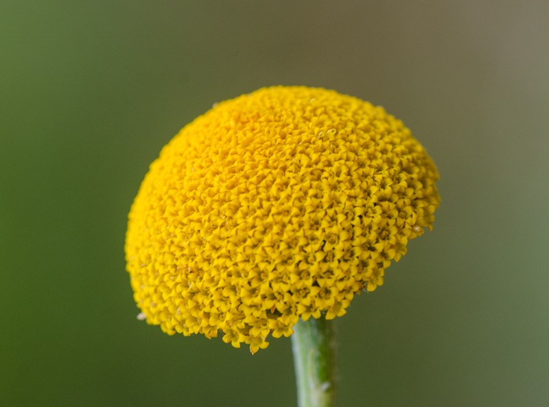 Anthemis kotschyana photo 2