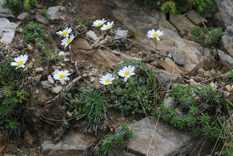 Anthemis laconica photo 3