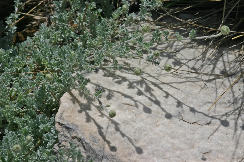 Anthemis laconica photo 4