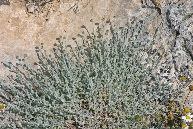 Anthemis laconica photo 5