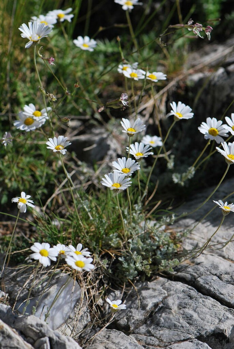 Anthemis laconica photo 6