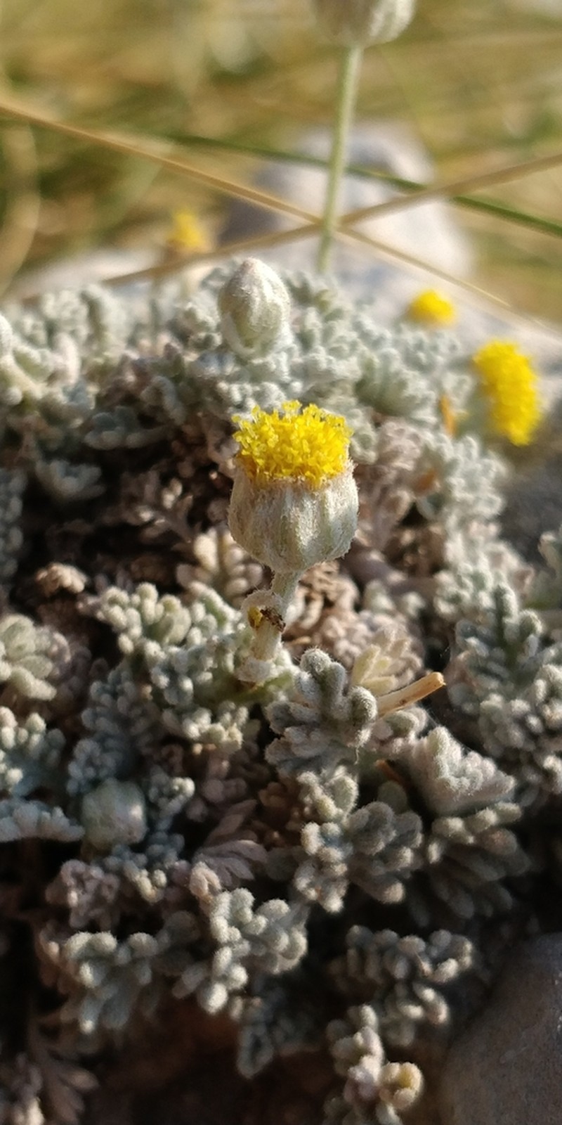 Anthemis laconica